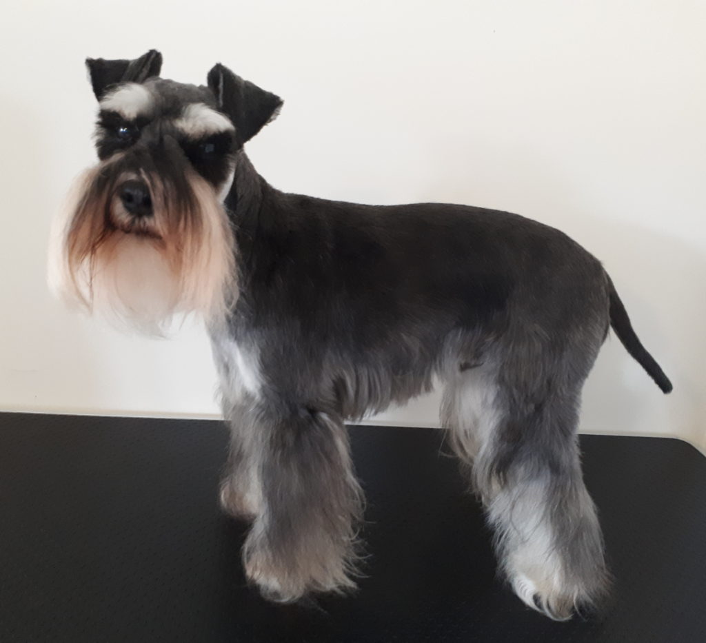 Grooming Services Suffolk Groomers mobile dog grooming Ipswich