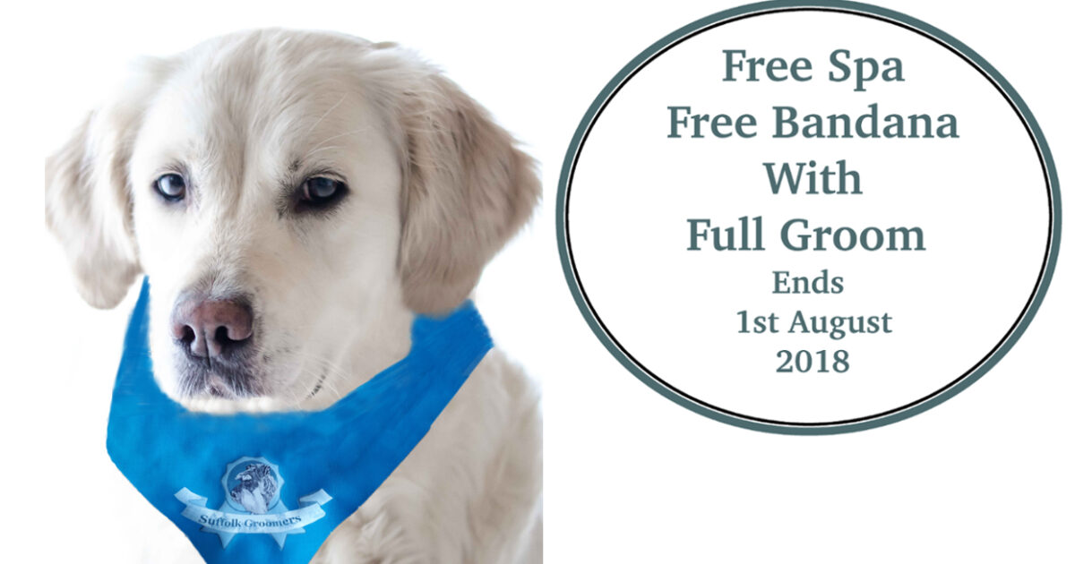 Suffolk Groomers Mobile Dog Groomer Dog grooming